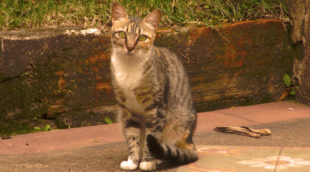 gatos de tia lillian, 2021.