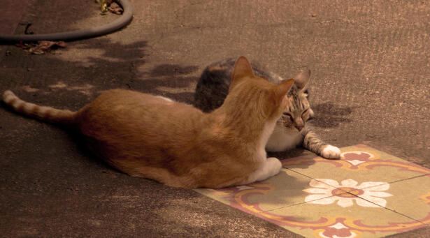 gatos de tia lillian II, 2021.